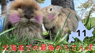 631【北海道での最後のうさんぽ】うさぎと帰省編-11   ネコとうさぎ元気に公園でお散歩します　～Enjoy at the park with Cats ～