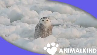 Snowy owl relaxing on ice is breathtaking