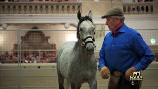 Monty Roberts at the Spanish Riding School 2017