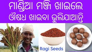 ମାଣ୍ଡିଆ ର ଆଶ୍ଚର୍ଯ୍ୟ ଜନକ ଔଷଧିୟ ଗୁଣ 💊 Ragi( finger millet) benefits in Odia,