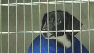 Portsmouth Humane Society is out of space