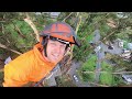 nasty tree removal over house