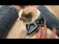 rabbitgoo cat harness review demo watch before buying