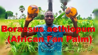 EXPLORATION OF BORASSUS AETHIOPUM(AFRICAN FAN PALM)