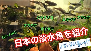 日本の淡水魚を紹介