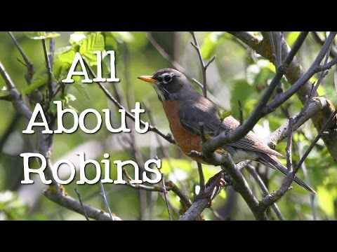 What type of animal is a Robin?