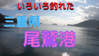 三重県尾鷲港で五目釣り。夜ご飯のオカズを釣る！