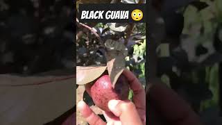 black guava 😳😳😈 #gardeninglovers #fruit #organicfarming #fruitgarden #fruitplants #guavafruit