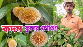 কদম গাছের উপকারিতা | কদম গাছের গুণাগুণ | কদম পাতার উপকারিতা | কদম গাছ | কদম ফুলের উপকারিতা | কদম ফুল