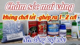 Chăm sóc mai vàng không chơi tết - phân thuốc chăm sóc mai vàng