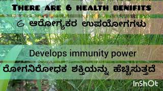 Part-1| Bermuda grass| Health benefits| ಗರಿಕೆ ರಸ ಕುಡಿಯುವುದರಿಂದ ಆಗುವ ಉಪಯೋಗಗಳು|