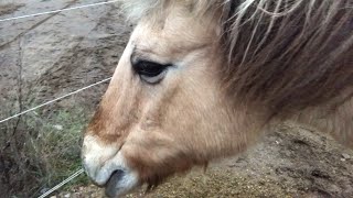 馬着を着せてもらった弟フィヨルドホース　🐴🧥☺️