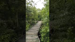 Coringa Forest, Kakinada,