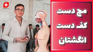 استخوان ها و اجزای تشکیل دهنده دست