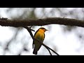 今年初のキビタキ this year s first narcissus flycatcher