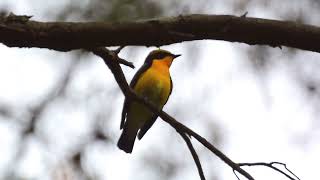 今年初のキビタキ / This year's first narcissus flycatcher