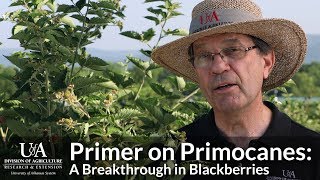 Primer on Primocanes: A Breakthrough in Blackberries