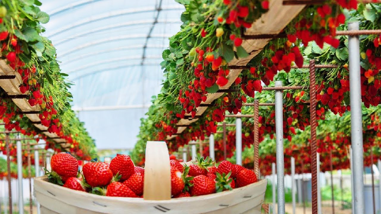 Excellent Hydroponic Cultivation Of Strawberries In A Greenhouse And ...