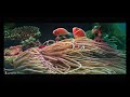 palau shark sanctuary︱north pacific ocean best diving︱4k video