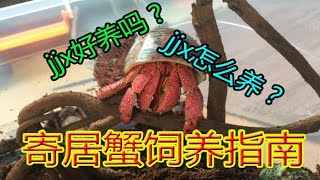 想要养一只可爱的寄居蟹吗？本期视频教你养！