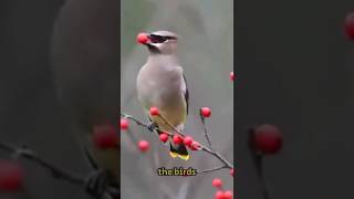 How do Cedar waxwings get drunk on fruit? 😳