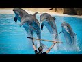 Sea Paradise Attraction Animal Show Yokohama | Supli Abi | Echo Beluga | Nature+