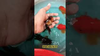 এত সস্তার রঙিন মাছ এখন শ্রীরামপুরে serampore pet market  serampore aquarium fish market #fish