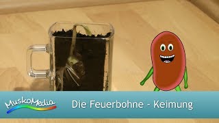 MuskoMedia | Die Feuerbohne – Keimung (Trailer)