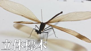 【立体標本】ミヤマカワトンボが止まってる様なそんな標本を作りたい