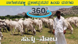 Cow herding in Koppala District | 4K 360 degree view