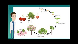 Cycle 3-  6e - Le cycle de développement et la reproduction des plantes à fleurs