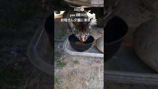 近付いたら後退りされました💦#shorts#猫#cat#母猫#夕飯