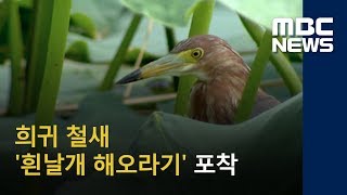 희귀 철새 '흰날개 해오라기' 포착 (2018.06.25/뉴스콘서트/MBC)