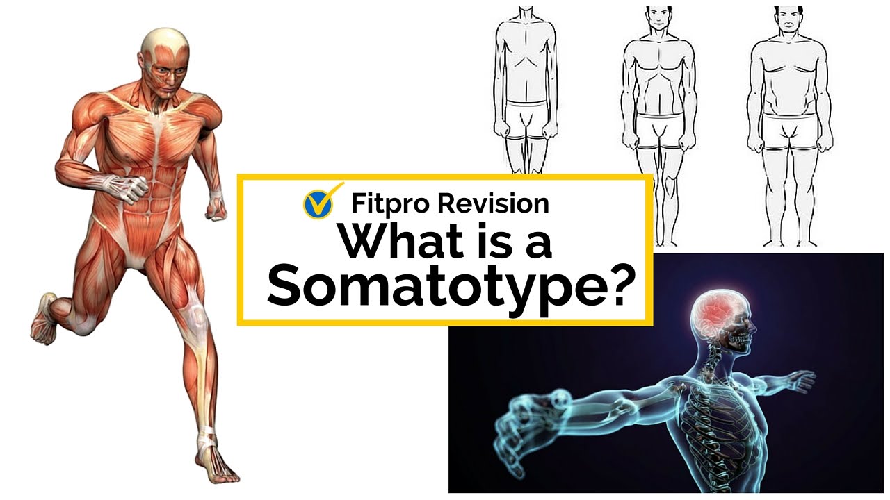 Level 2 Principles Exam What Is A Somatotype Youtube
