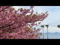 四国愛媛県今治市大角海浜公園に咲く河津桜🌸2021年3月6日