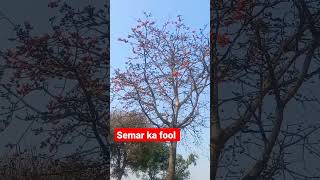 semar tree flower। Basant hawa . #shorts