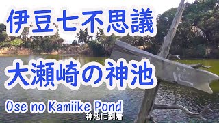 伊豆七不思議 大瀬崎の神池　Ose no Kamiike Pond