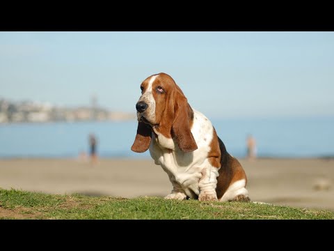 Do basset hounds protect their owners?