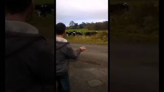 MOO teaching classes for cows that lost their Moo