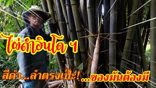 ไผ่ดำอินโด สีดำ…ลำตรงเป๊ะ…ของมันต้องมี /Ep 129