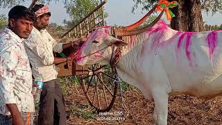 ಹಳ್ಳಿ ಕಡೆ ಹಂತಿ ಹೊಡೆಯುವ ಕಾರ್ಯಕ್ರಮ ಜೋಳದ ರಾಶಿ ಮಾಡುವುದು ಇದು ಬಸವನ ಬಾಗೇವಾಡಿ 🥰