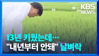 '신동진 벼' 정부 수매·종자 보급 중단…농민들 \