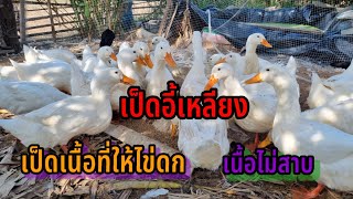 เป็ดเนื้อที่ให้ไข่ดก#เป็ดอี้เหลียงYi-Liang Duck