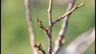 T312　　2024年12月3日　ウメ　　音楽　さすらいのマーチ　　南部丘陵公園　　たか鷹短信