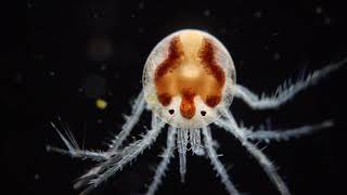 Hydrachnidia (Water Mites) extreme closeup. Jennifer Lopez  has mite named after her ...