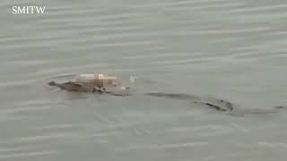 Shocking moment a crocodile carries body of a boy, four, a mile down Indonesian river