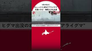 連日ヒグマ出没の北海道で…今度は\