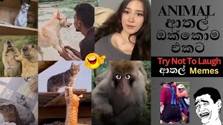 Animal athal katha | Sinhala sattu Athal | Sinala Meme Athal