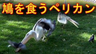 ハトの踊り食いするペリカン【ペリカンvs鳩】