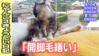 にゃんこ3きょうだい日記 #104 Diary of 3Cats [Jun.20-26/2022]